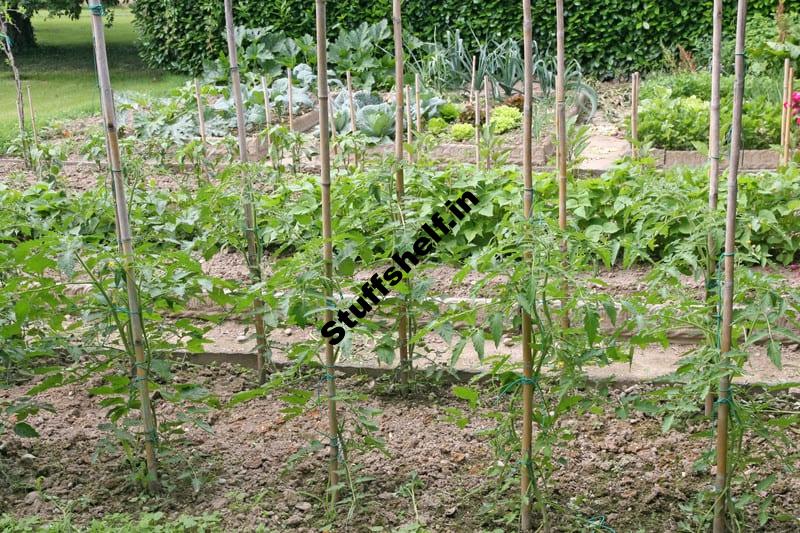 Growing Tomatoes on Stakes Harvest to Table