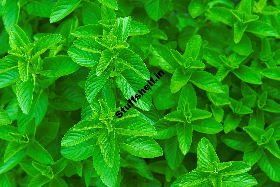 Growing Mint – Harvest to Table