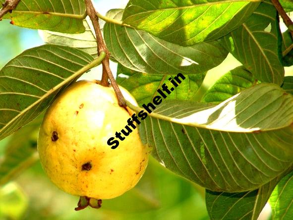 Guava Kitchen Basics Harvest to Table