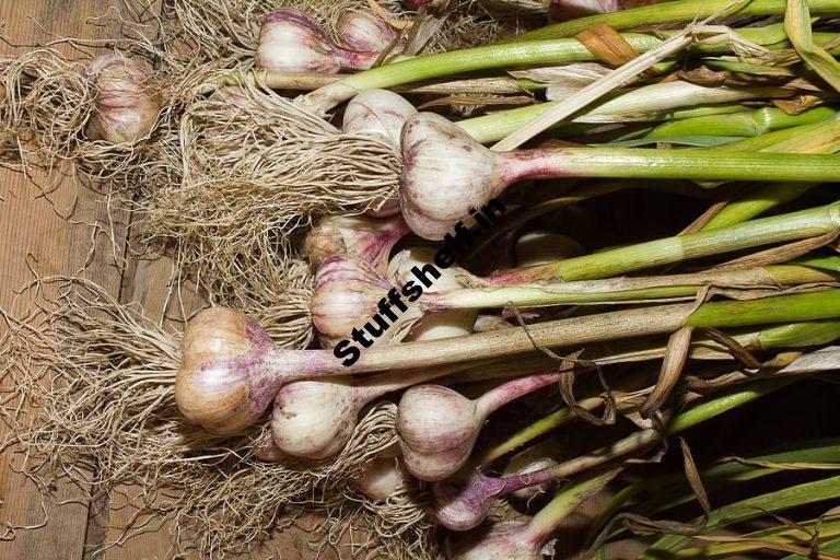 Planting Garlic Harvest to Table