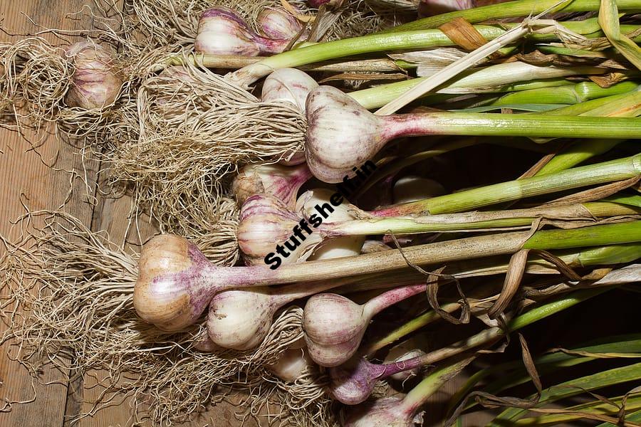 Planting Garlic Harvest to Table