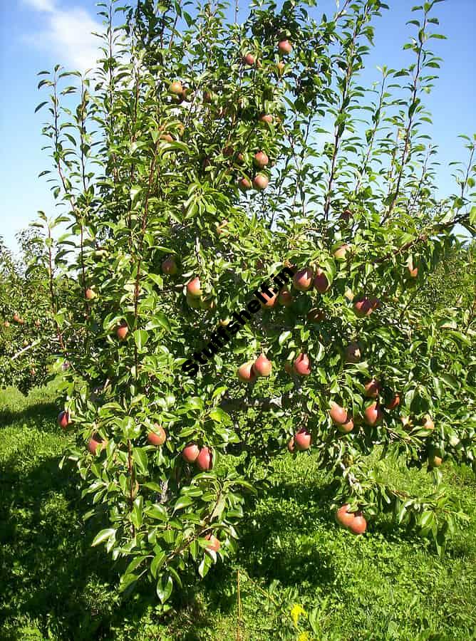 How to Choose a Pear Tree for Planting