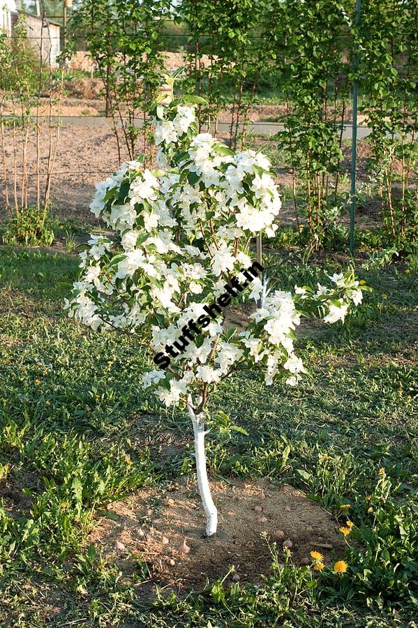 How to Choose an Apple Tree