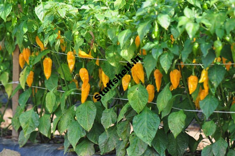 How to Grow Hot Chili Peppers