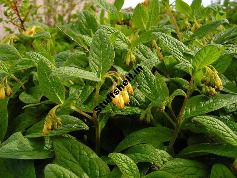 Learn the way to Make Comfrey Manure Tea