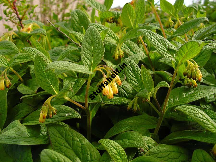 How to Make Comfrey Manure Tea