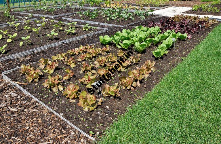 Intensive Planting in the Vegetable Garden