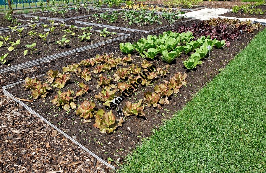 Intensive Planting in the Vegetable Garden