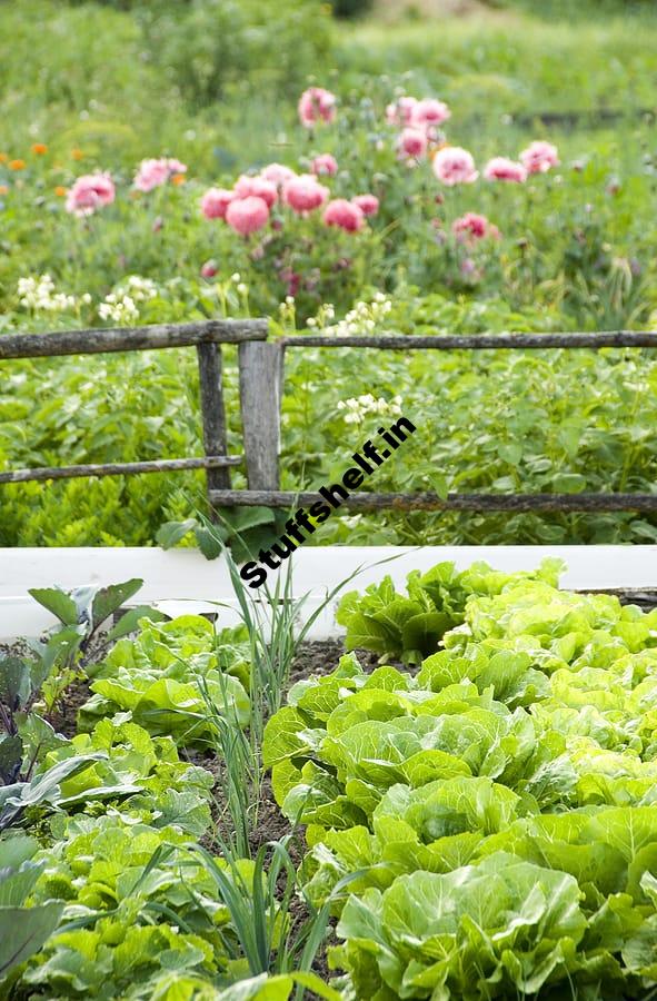 Interplanting Vegetables Root Depth Plant Height