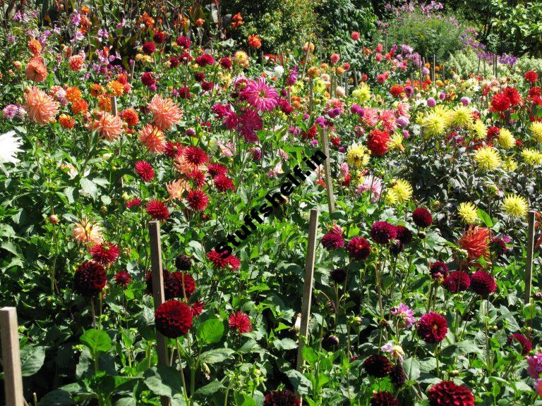 July Garden in the Northern Hemisphere