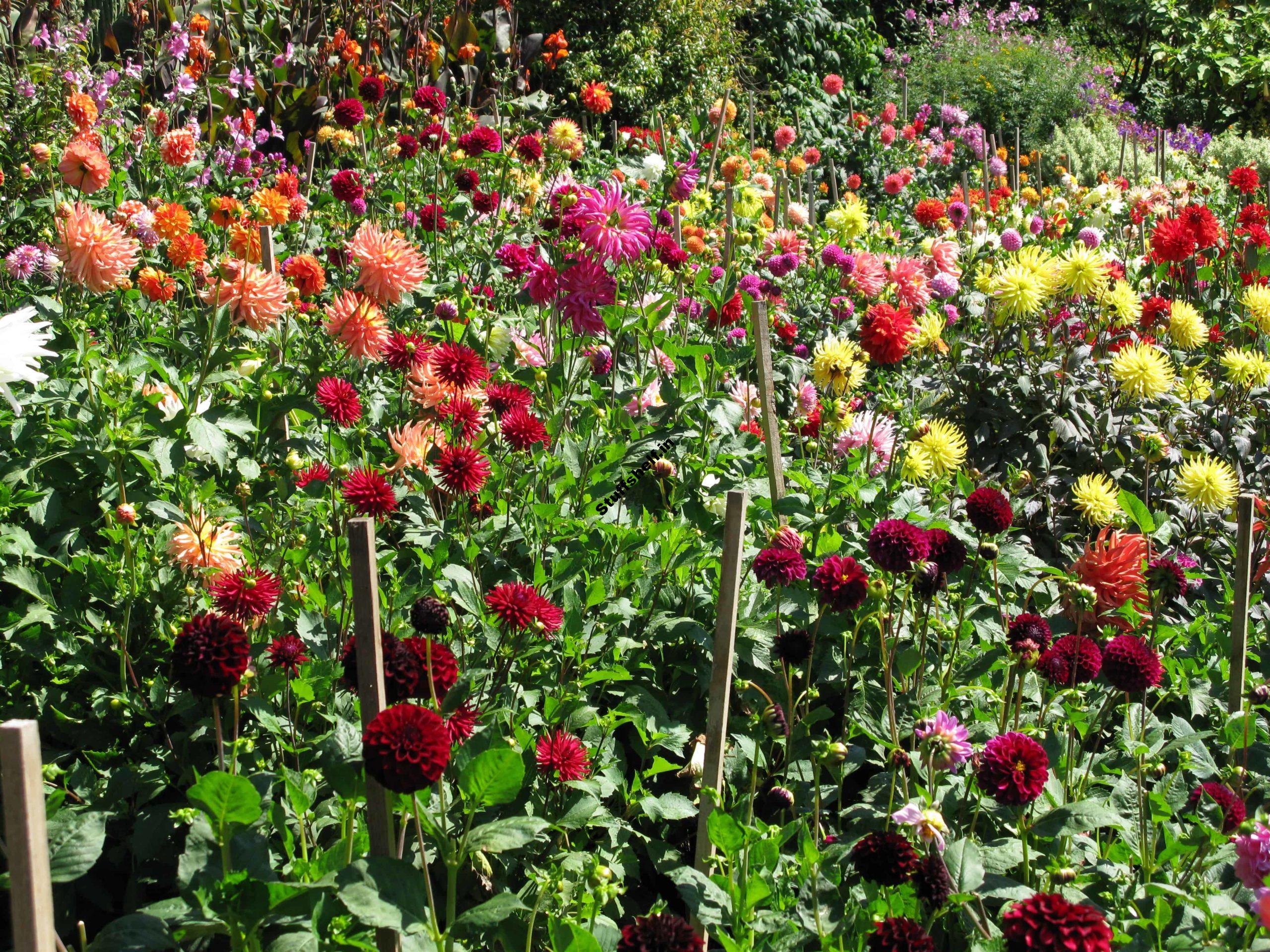 July Garden in the Northern Hemisphere