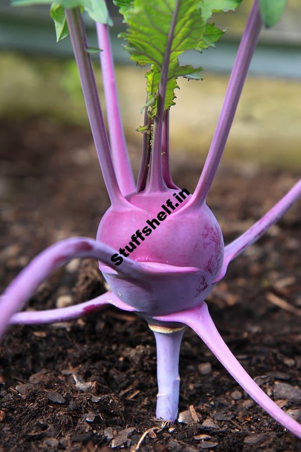 Kohlrabi Harvest Harvest to Table