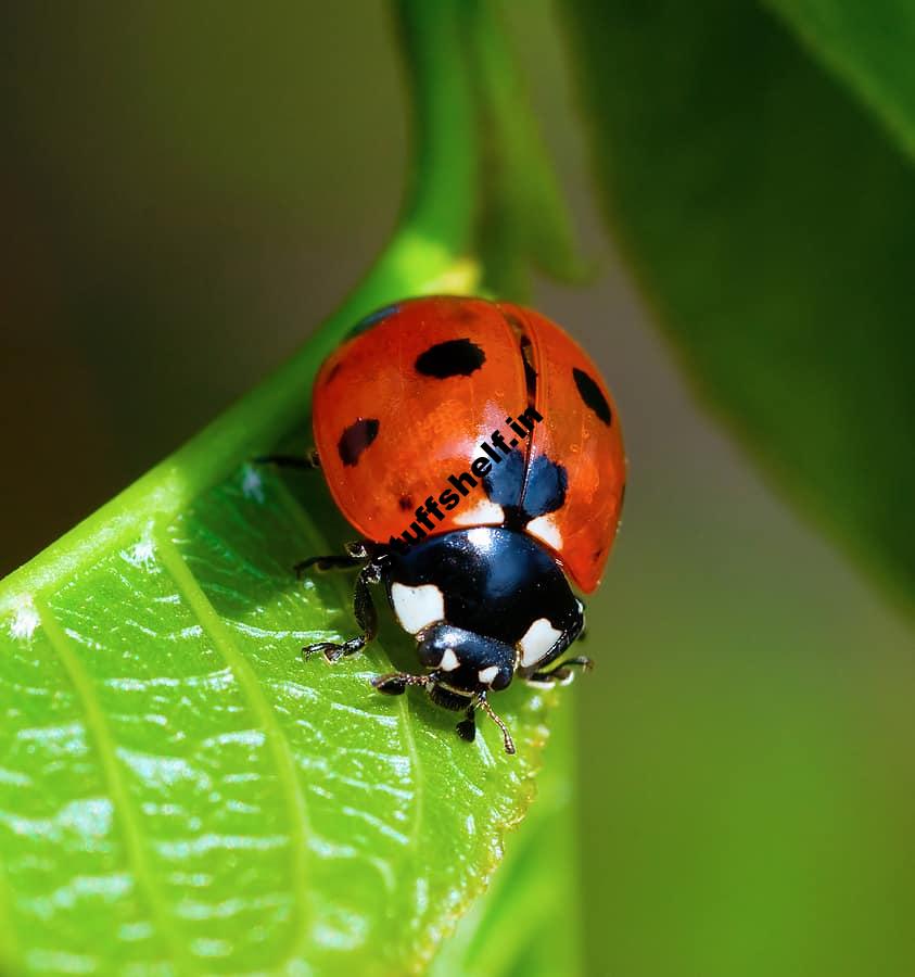 Lady Beetle Beneficial Insect Harvest to Table