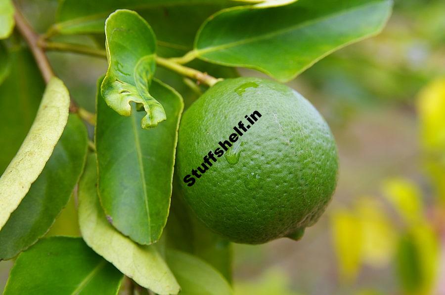 Limes Kitchen Basics Harvest to Table