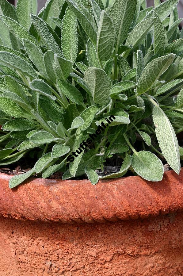 Herbs to Grow in Pots Listed