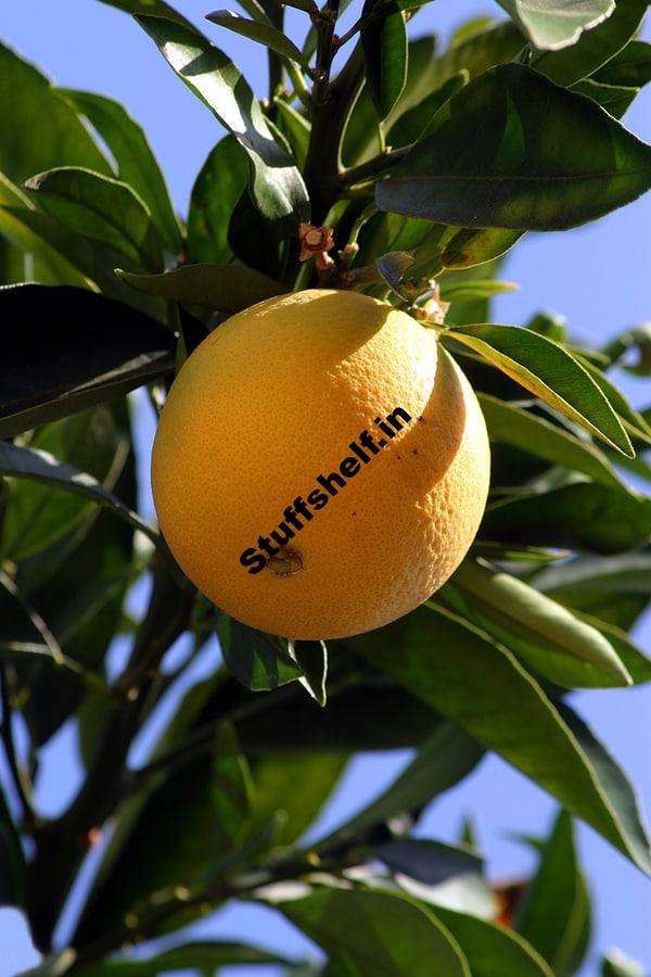 Navel Orange Varieties Harvest to Table