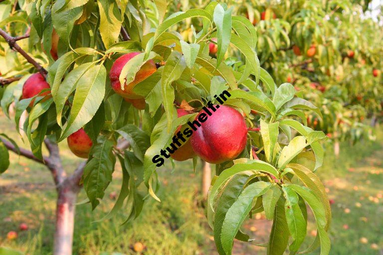 Nectarine Varieties Harvest to Table