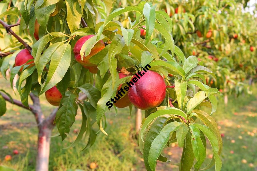 Nectarine Varieties – Harvest to Table