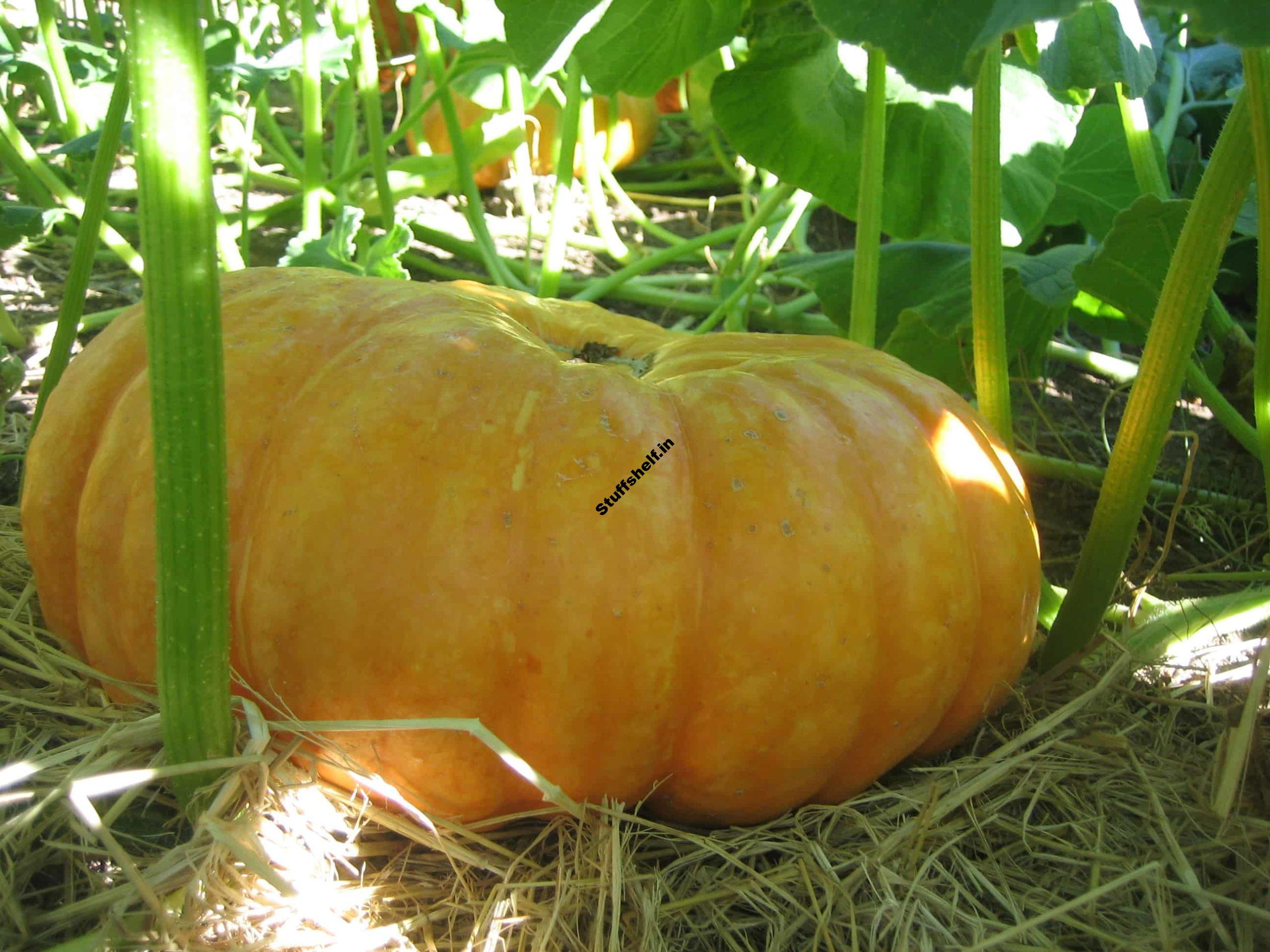 October Kitchen Garden Almanac Harvest to Table