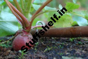 Kitchen Garden Insect Control Harvest to Table