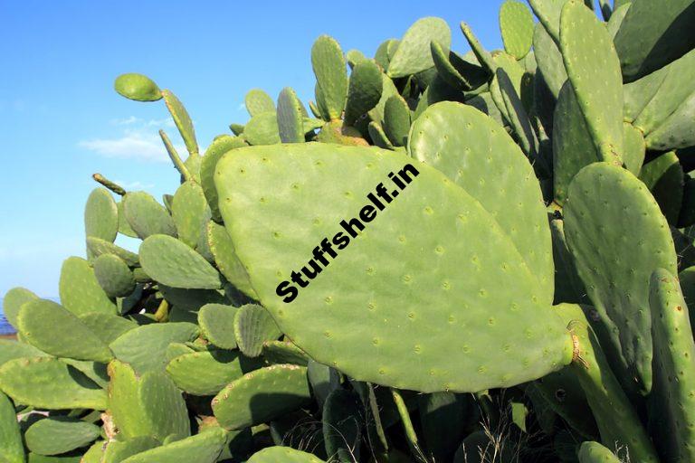 Nopales Harvest to Table