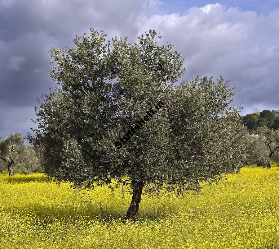 Olive Growing Harvest to Table