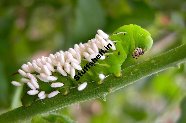 Parasitic Wasps Beneficial Insects Harvest to Table