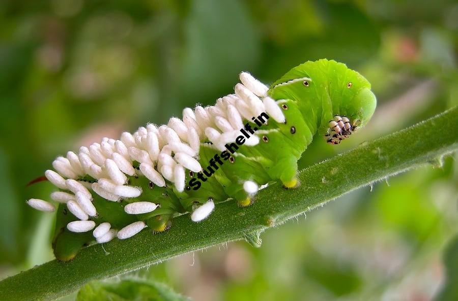 Parasitic Wasps: Beneficial Insects – Harvest to Table