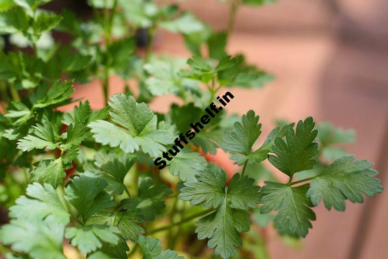 Parsley Kitchen Basics Harvest to Table