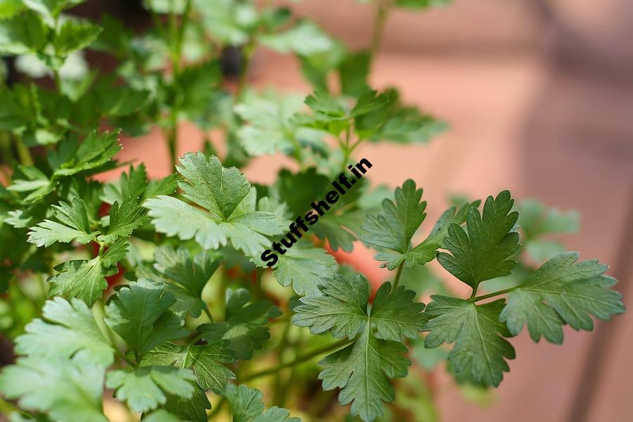 Parsley Kitchen Basics Harvest to Table