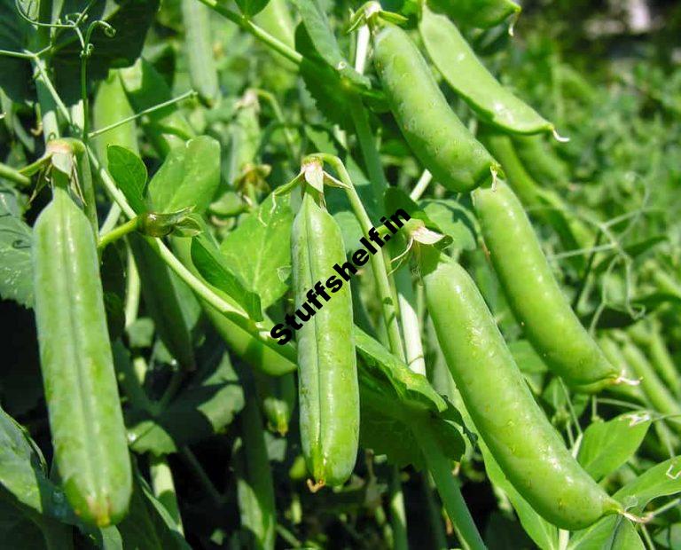 When to Pick Peas