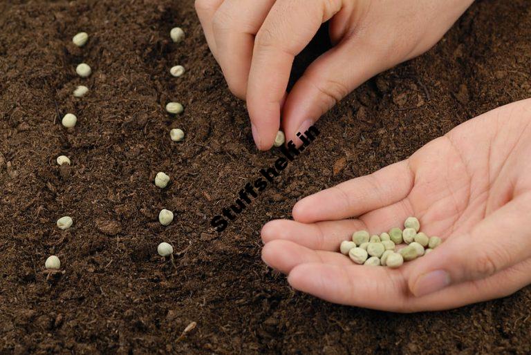 Pea Planting Harvest to Table