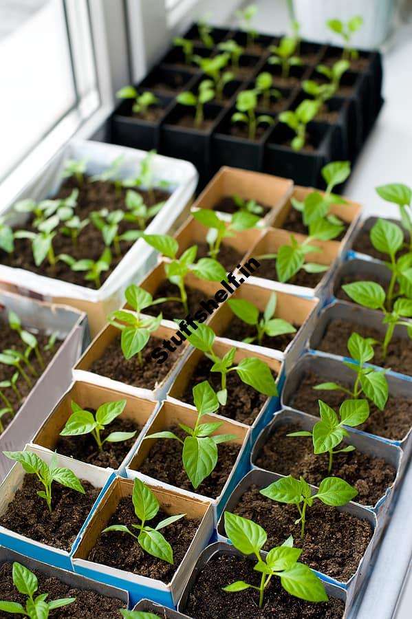 Pepper Growing Tips Harvest to Table