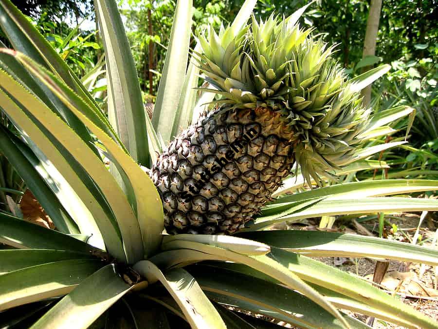 Pineapple Kitchen Basics Harvest to Table