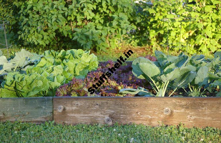 Planning Your Kitchen Garden – Harvest to Table