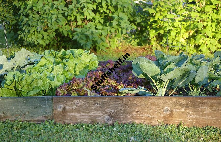 Planning Your Kitchen Garden Harvest to Table