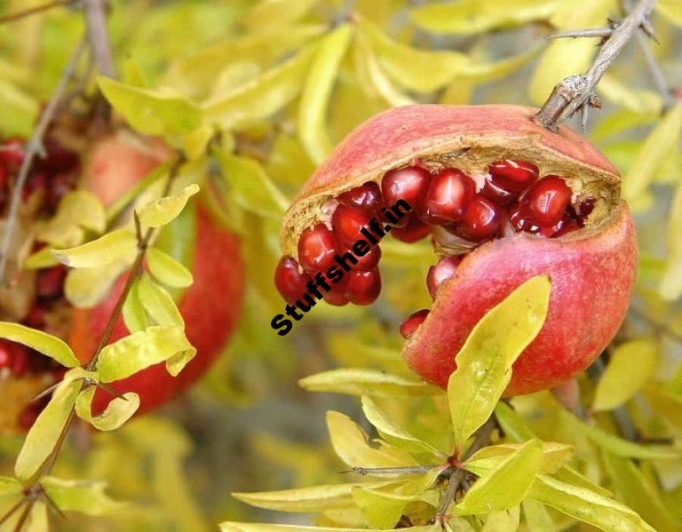 Pomegranates Kitchen Basics Harvest to Table