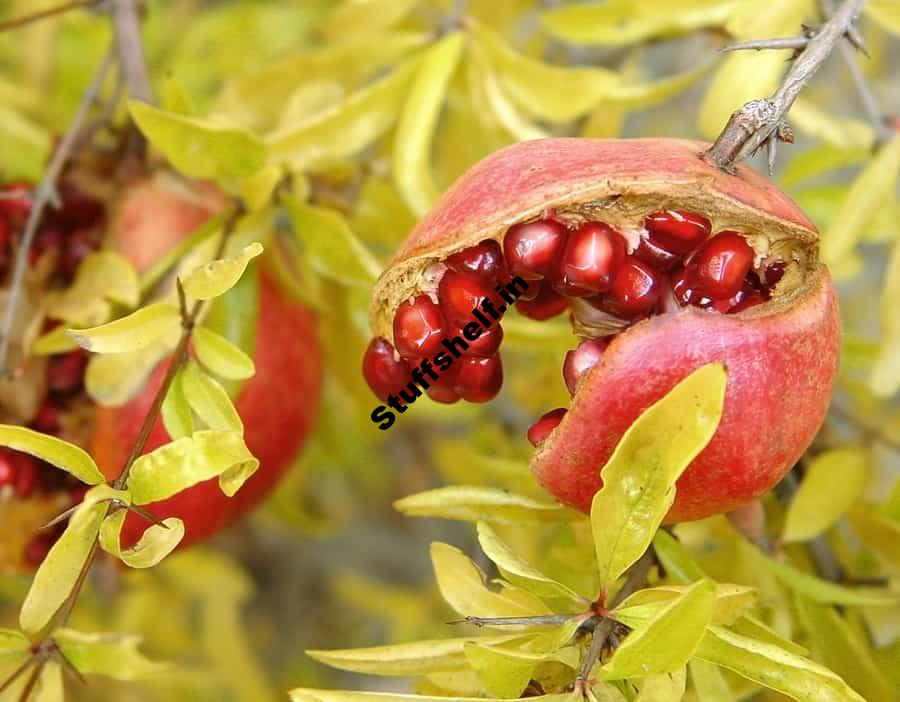 Pomegranates Kitchen Basics Harvest to Table