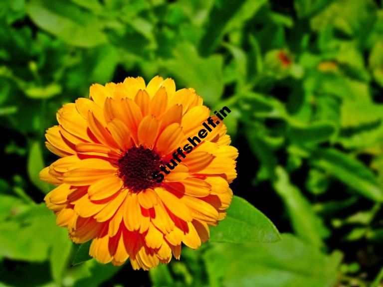 How to Plant Grow and Harvest Calendula Herb