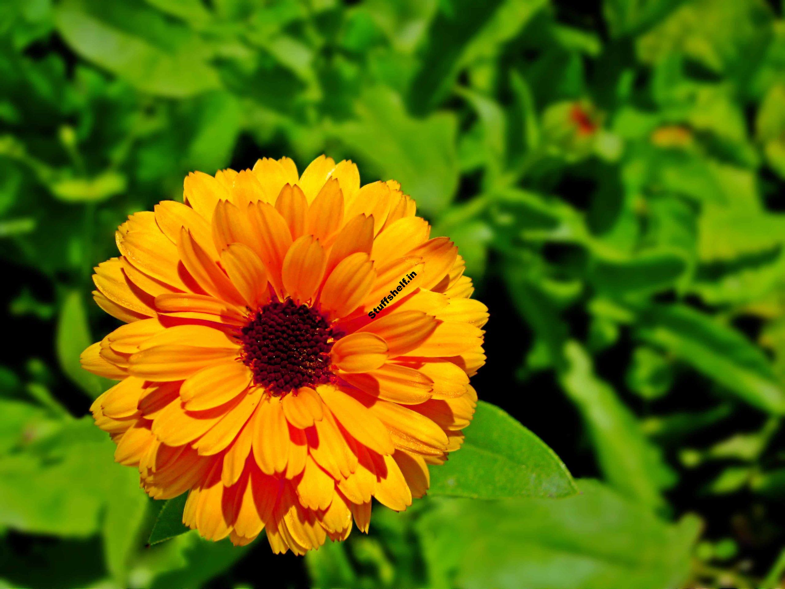 How to Plant, Grow, and Harvest Calendula Herb