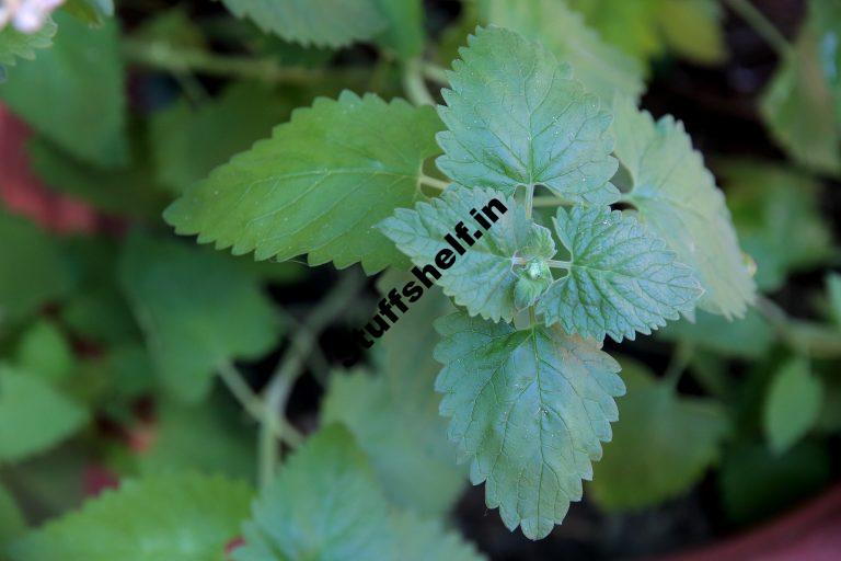 How to Plant Grow and Harvest Catnip Herb