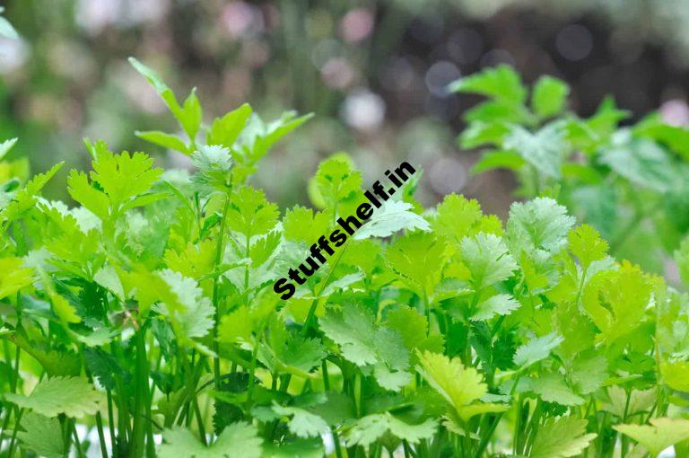 How to Plant Grow and Harvest Chervil