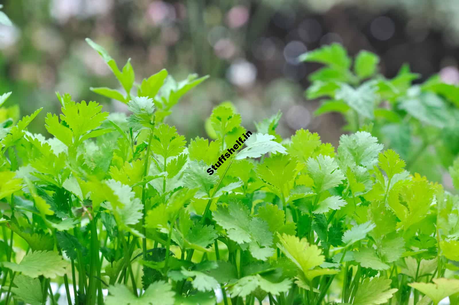 How to Plant, Grow, and Harvest Chervil