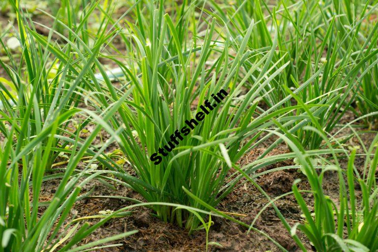 How to Plant Grow and Harvest Chives