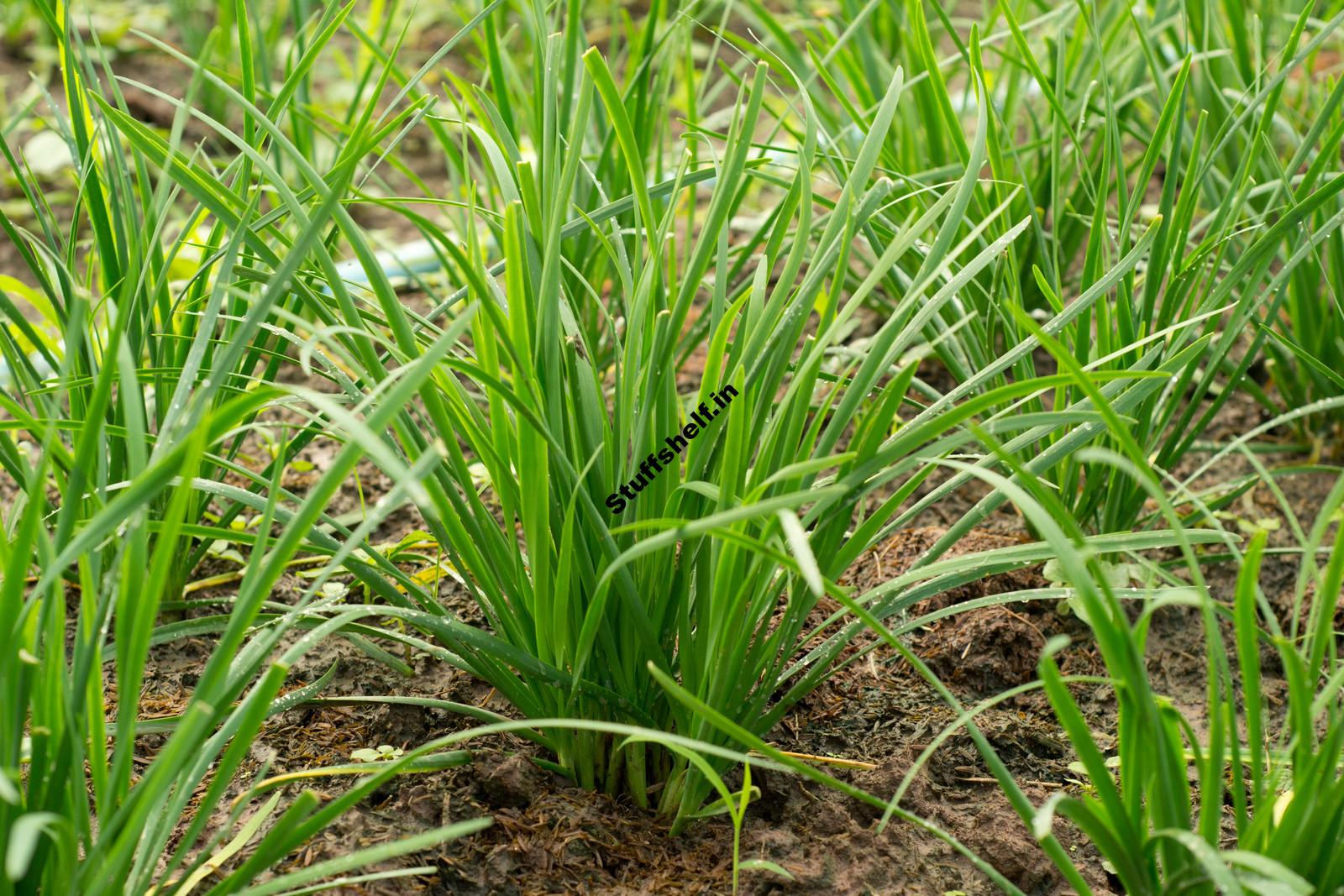 How to Plant Grow and Harvest Chives