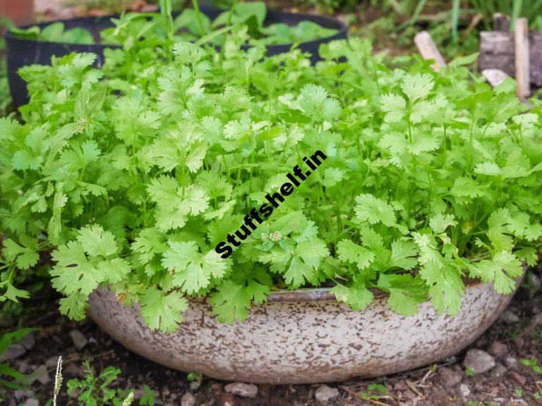 How to Plant Grow and Harvest Cilantro