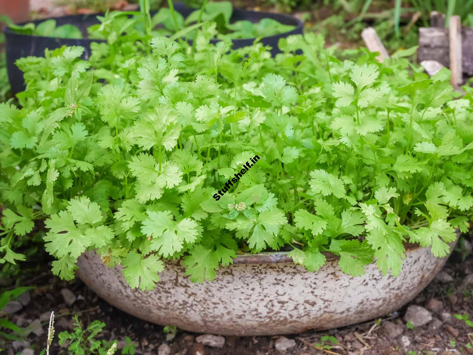 How to Plant, Grow, and Harvest Cilantro