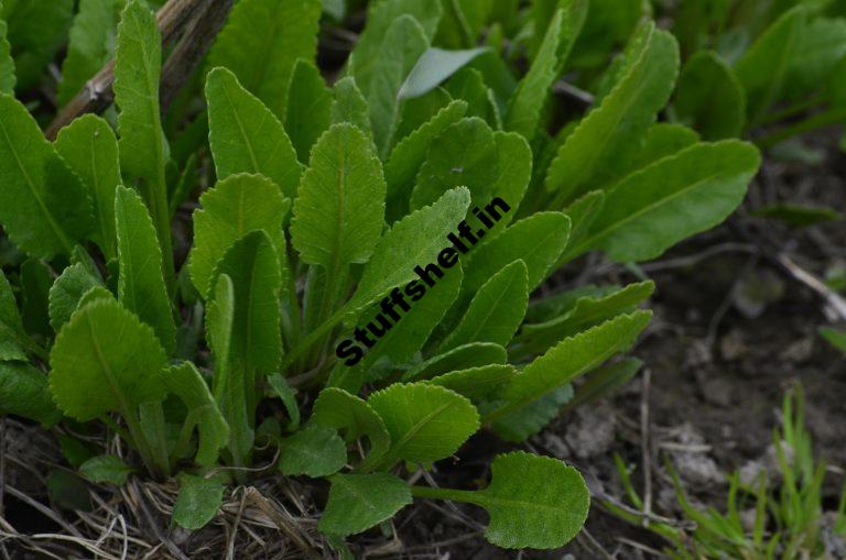 How to Plant Grow and Harvest Costmary