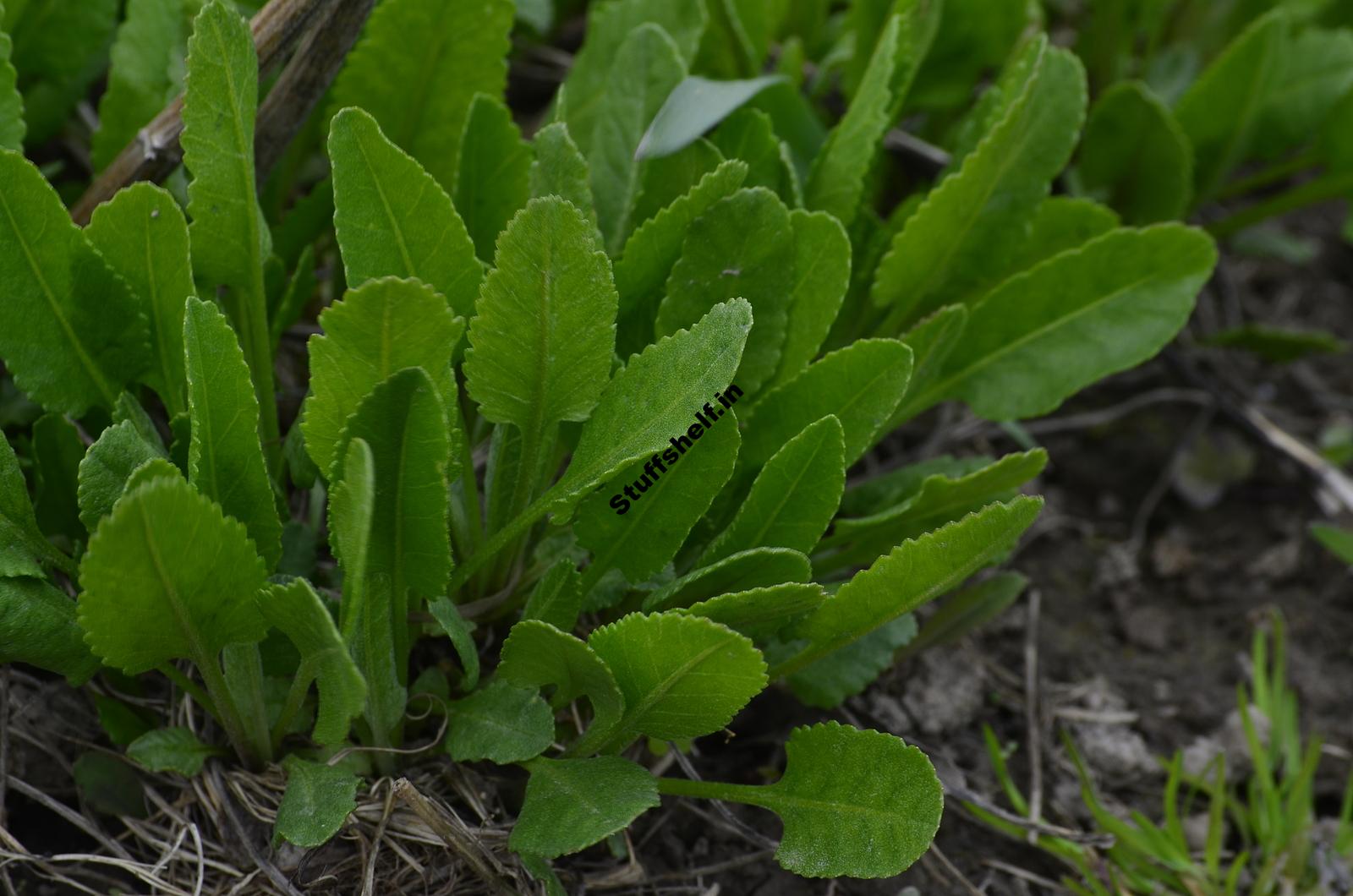 How to Plant Grow and Harvest Costmary