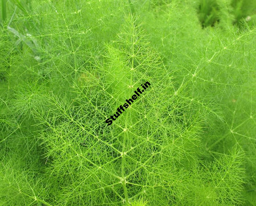 How to Grow Common or Sweet Fennel